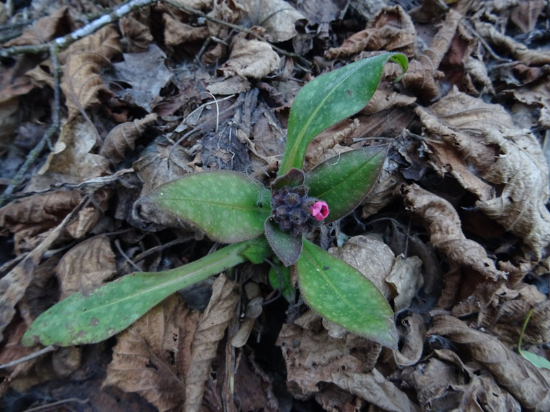 Pulmonaria vallarsae ?